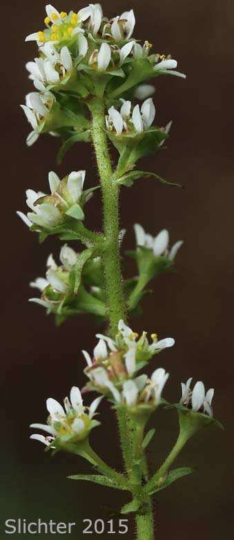 Inflorescence of Nesting Saxifrage (formerly Northwestern Saxifrage): Micranthes nidifica (Synonyms: Micranthes plantaginea, Saxifraga columbiana, Saxifraga integrifolia var. columbiana, Saxifraga integrifolia var. leptopetala, Saxifraga nidifica, Saxifraga nidifica var. nidifica, Saxifraga plantaginea)