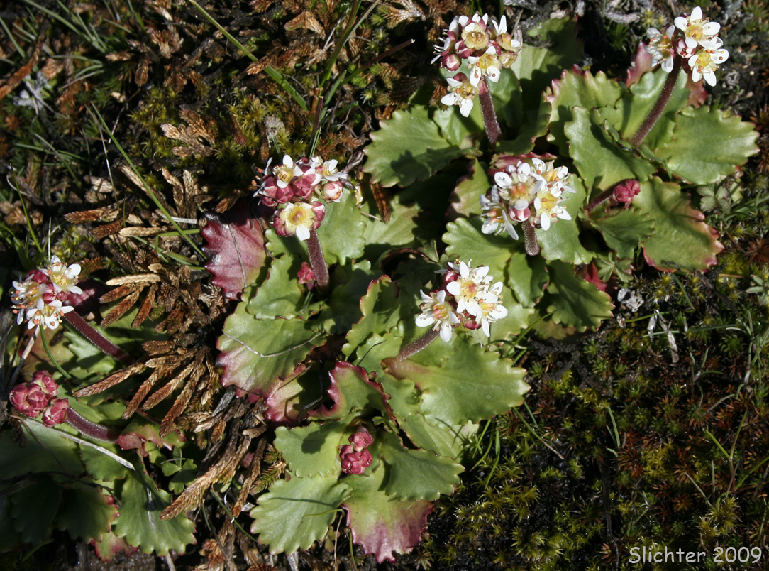 Western Saxifrage, Alberta Saxifrage: Saxifraga occidentalis (Synonyms: Saxifraga occidentalis var. allenii, Saxifraga occidentalis var. wallowensis)