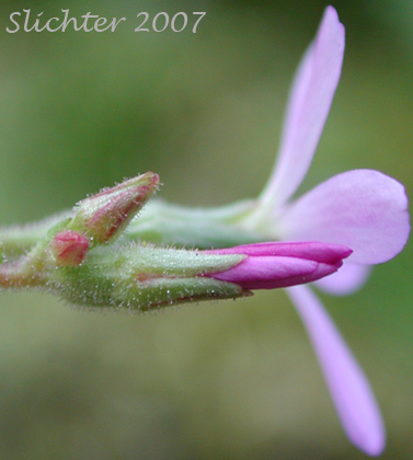Flower bud of Violet Mock Brookfoam, Violet Suksdorfia : Suksdorfia violacea