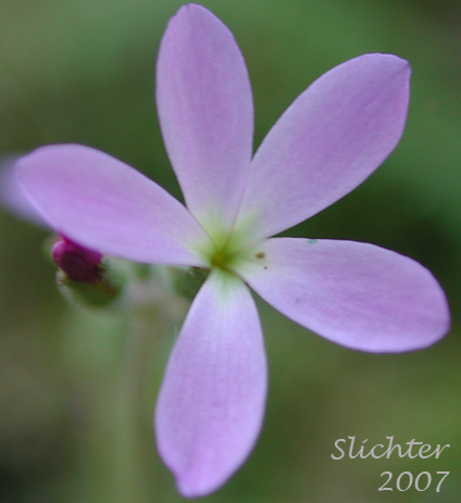 Flower of Violet Mock Brookfoam, Violet Suksdorfia : Suksdorfia violacea