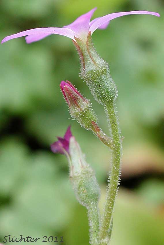 Close-up sideview of the flower of Violet Mock Brookfoam, Violet Suksdorfia : Suksdorfia violacea