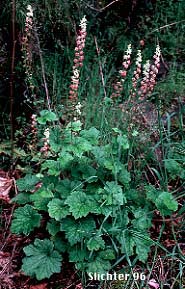 Bigflower Tellima, Fragrant Fringecup, Fringe Cup, Large Fringecup: Tellima grandiflora (Synonyms: Mitella grandiflora, Tellima odorata)