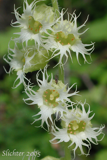 Flowers of Bigflower Tellima, Fragrant Fringecup, Fringe Cup, Large Fringecup: Tellima grandiflora (Synonyms: Mitella grandiflora, Tellima odorata)