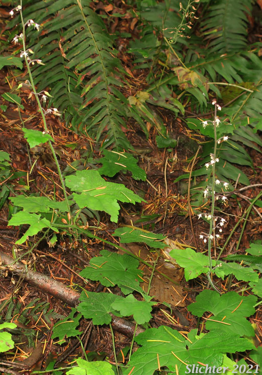 Coolwort, Foamflower, Foam Flower, One-leaf Foamflower: Tiarella trifoliata var. unifoliata (Synonyms: Tiarella trifoliata ssp. unifoliata, Tiarella unifoliata)