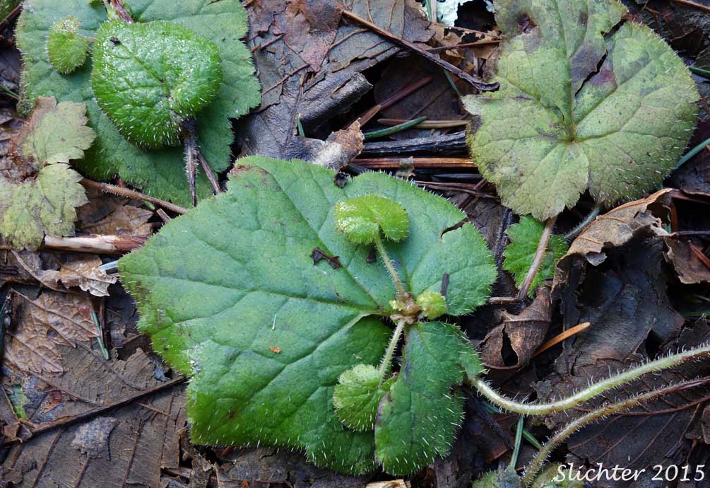 Leaf with young plant atop it of Youth-on-age, Piggyback Plant, Piggy-back Plant: Tolmiea menziesii (Synonym: Tiarella menziesii)