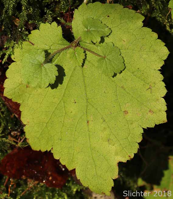 Leaf and vegetative starts of Youth-on-age, Piggyback Plant, Piggy-back Plant: Tolmiea menziesii (Synonym: Tiarella menziesii)