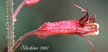 Flower of Youth-on-age, Piggyback Plant, Piggy-back Plant: Tolmiea menziesii (Synonym: Tiarella menziesii)