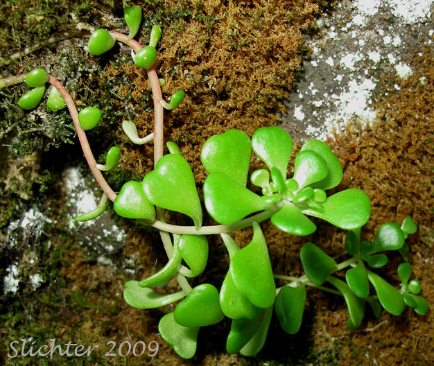Stem leaves of Oregon Stonecrop: Sedum oreganum (Synonyms: Gormania oregana, Sedum oreganum ssp. oreganum, Sedum oreganum ssp. tenue)