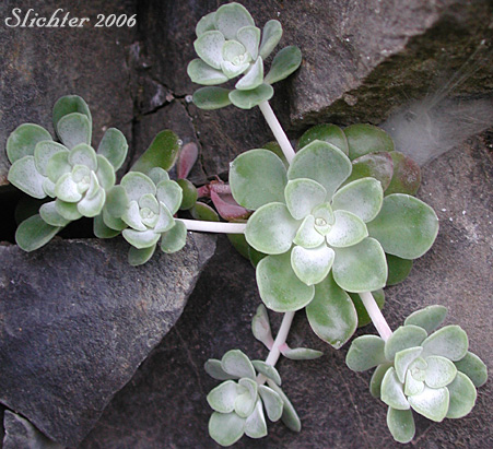 Basal leaves of Broad-leaf Stonecrop, Broad-leaved Stonecrop, Pacific Stonecrop: Sedum spathulifolium ssp. spathulifolium (Synonym: Sedum spathulifolium ssp. pruinosum)