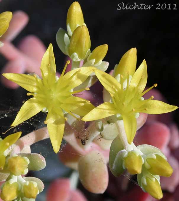 Close-up of the flowers of Broad-leaf Stonecrop, Broad-leaved Stonecrop, Pacific Stonecrop: Sedum spathulifolium ssp. spathulifolium (Synonym: Sedum spathulifolium ssp. pruinosum)