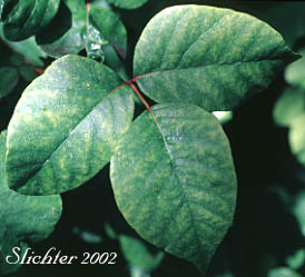 Leaves of Poison Oak: Toxicodendron diversilobum (Synonyms: Rhus diversiloba, Toxicodendron radicans ssp. diversilobum)