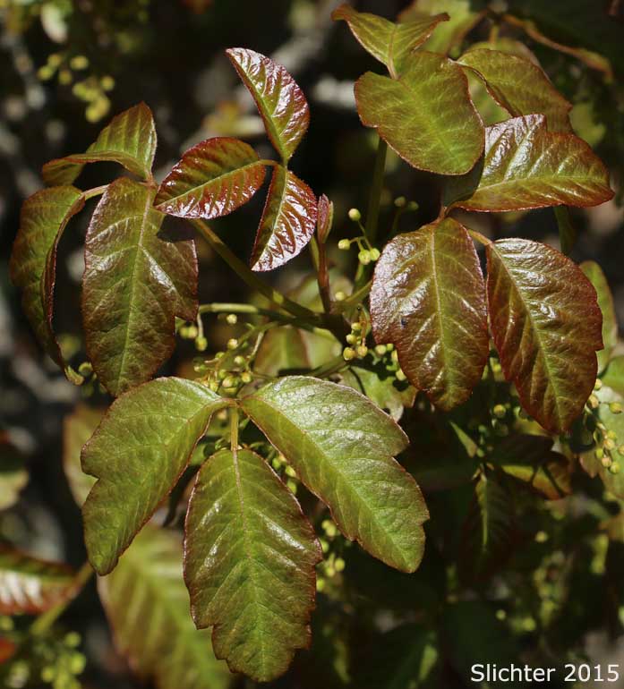 Poison Oak: Toxicodendron diversilobum (Synonyms: Rhus diversiloba, Toxicodendron radicans ssp. diversilobum)
