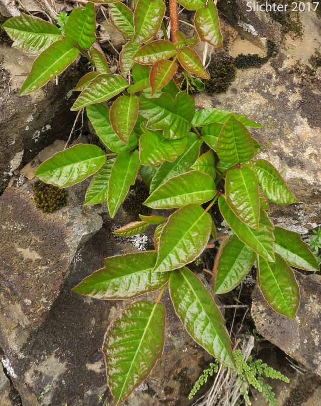 Poison Oak, Pacific Poison-oak: Toxicodendron diversilobum (Synonyms: Rhus diversiloba, Toxicodendron radicans, Toxicodendron radicans ssp. diversilobum)