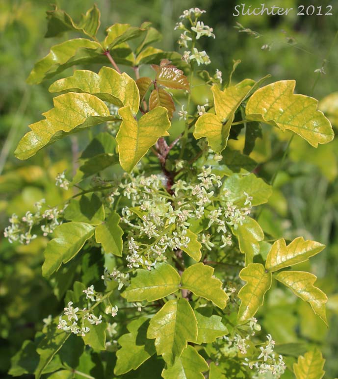 Poison Oak, Pacific Poison-oak: Toxicodendron diversilobum (Synonyms: Rhus diversiloba, Toxicodendron radicans, Toxicodendron radicans ssp. diversilobum)