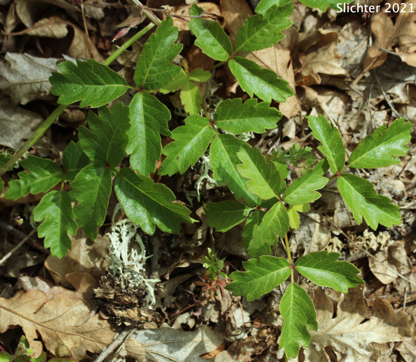 Leaves of Poison Oak, Pacific Poison-oak: Toxicodendron diversilobum (Synonyms: Rhus diversiloba, Toxicodendron radicans, Toxicodendron radicans ssp. diversilobum)