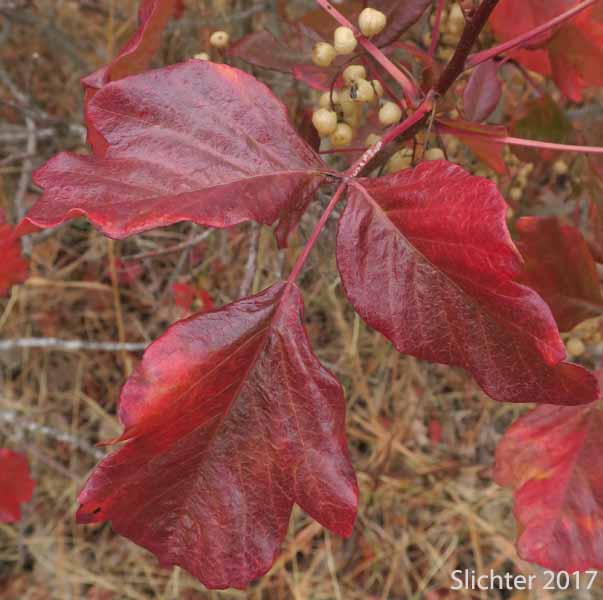Bright fall foliage of the leaves of Poison Oak, Pacific Poison-oak: Toxicodendron diversilobum (Synonyms: Rhus diversiloba, Toxicodendron radicans, Toxicodendron radicans ssp. diversilobum)