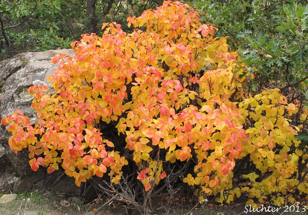 Fall foliage of Poison Oak, Pacific Poison-oak: Toxicodendron diversilobum (Synonyms: Rhus diversiloba, Toxicodendron radicans, Toxicodendron radicans ssp. diversilobum)