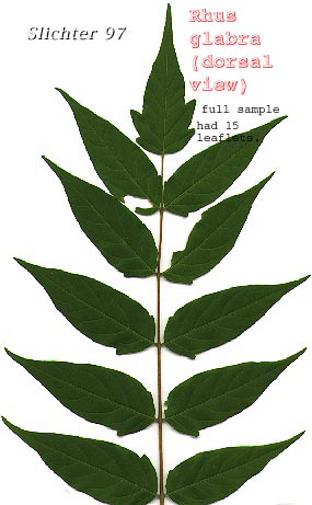 Dorsal leaf surface of Tree-of-heaven: Ailanthus altissima (Synonym: Ailanthus glandulosa)