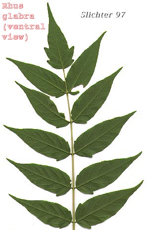Ventral leaf surface of Tree-of-heaven: Ailanthus altissima (Synonym: Ailanthus glandulosa)