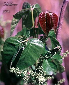 Western Poison Ivy, Western Poison-ivy: Toxicodendron rydbergii (Synonyms: Rhus radicans, Rhus radicans var. rydbergii, Rhus radicans var. vulgaris, Rhus rydbergii, Rhus toxicodendron var. vulgaris, Toxicodendron desertorum, Toxicodendron radicans)