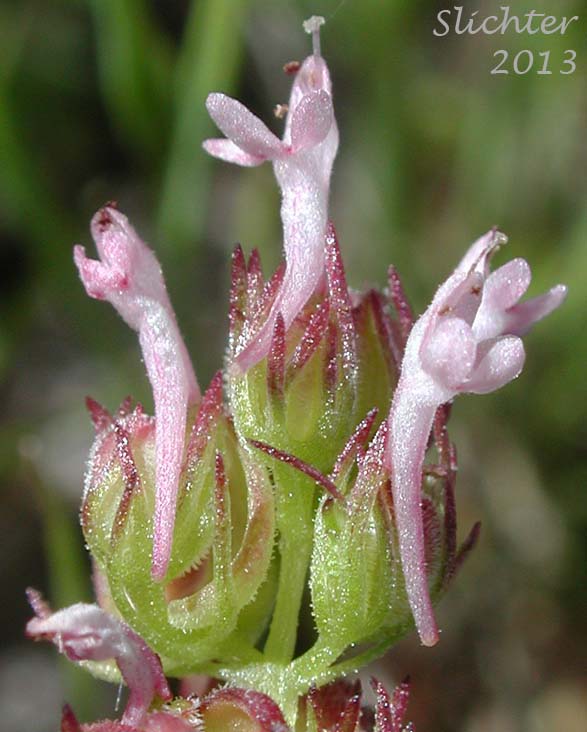 Close-up of the inflorescence of Long-spurred Plectritis, Longspur Seablush: Plectritis ciliosa (Synonyms: Plectritis californica, Plectritis ciliosa ssp. ciliosa, Plectritis ciliosa ssp. insignis)