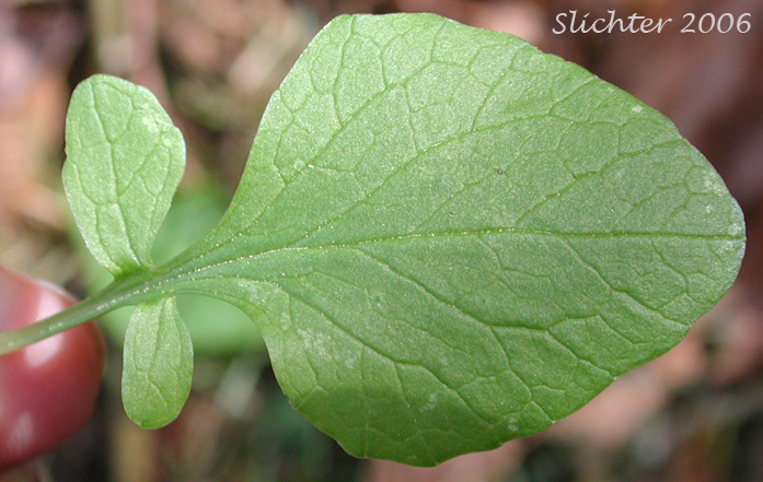 Basal leaf of Scouler's Heliotrope, Scouler's Valerian: Valeriana scouleri (Synonyms: Valeriana sitchensis ssp. scouleri, Valeriana sitchensis var. scouleri)