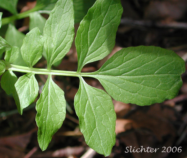 Stem leaf of Scouler's Heliotrope, Scouler's Valerian: Valeriana scouleri (Synonyms: Valeriana sitchensis ssp. scouleri, Valeriana sitchensis var. scouleri)