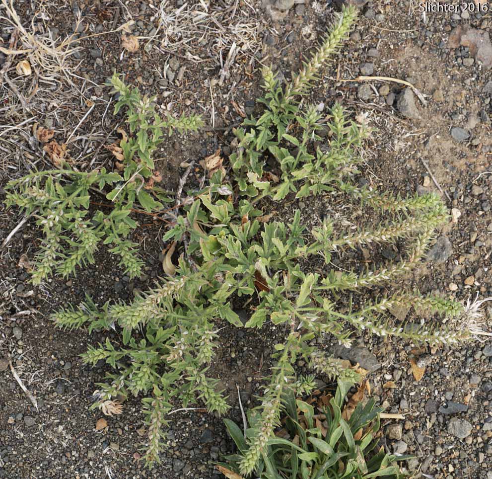 Big-bract Verbena, Bracted Verbena, Carpet Vervain: Verbena bracteata (Synonym: Verbena bracteosa)