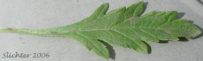 Leaf of Big-bract Verbena, Bracted Verbena, Carpet Vervain: Verbena bracteata (Synonym: Verbena bracteosa)