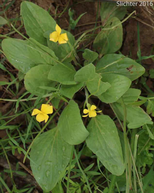 Canary Violet, Upland Yellow Violet, Yellow Montane Violet: Viola praemorsa ssp. praemorsa (Synonyms: Viola nuttallii ssp. praemorsa, Viola nuttallii var. praemorsa)