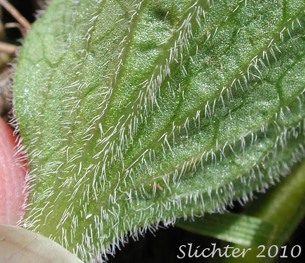 Underside of the leaf of Canary Violet, Upland Yellow Violet, Yellow Montane Violet: Viola praemorsa ssp. praemorsa (Synonyms: Viola nuttallii ssp. praemorsa, Viola nuttallii var. praemorsa)