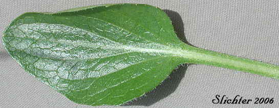 Dorsal leaf surface of Canary Violet, Upland Yellow Violet ?: Viola praemorsa ssp. praemorsa (Synonyms: Viola nuttallii ssp. praemorsa, Viola nuttallii var. praemorsa)