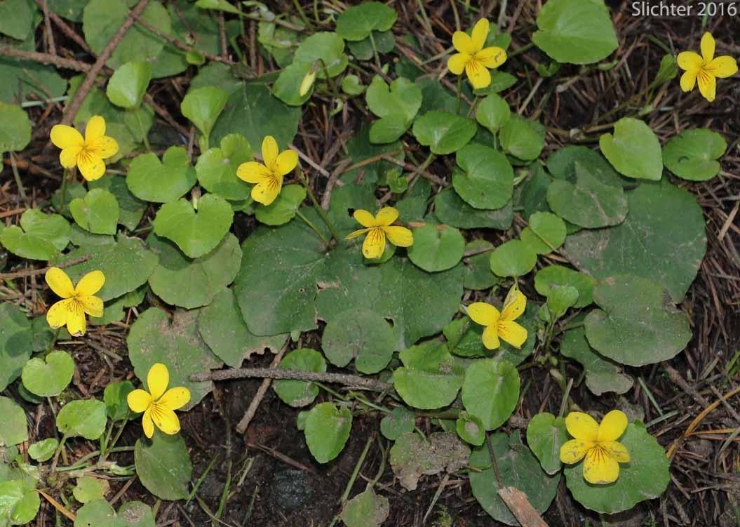 Evergreen Violet, Redwood Violet, Redwoods Violet: Viola sempervirens (Synonym: Viola sarmentosa)