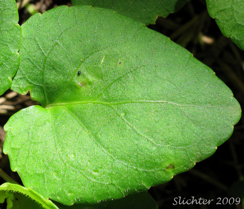 Leaf of Evergreen Violet, Redwood Violet, Redwoods Violet: Viola sempervirens (Synonym: Viola sarmentosa)