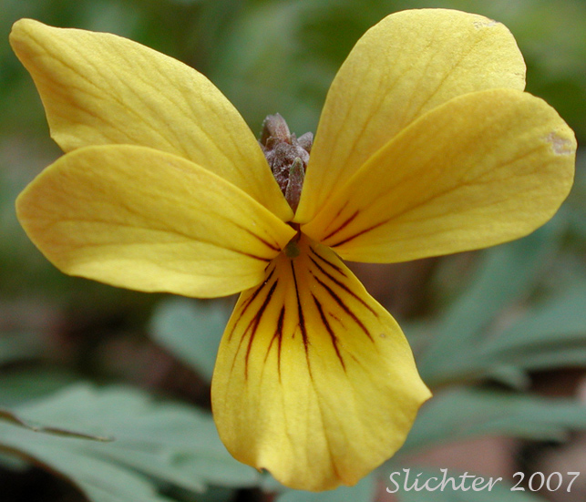 Close-up of a flower of Cut-leaf Violet, Fan Violet, Shelton's Violet: Viola sheltonii (Synonym: Viola biternata)