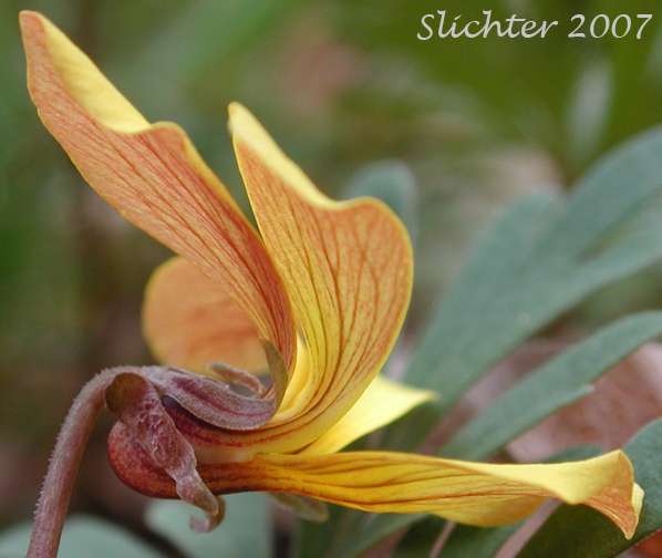 Close-up sideview of a flower of Cut-leaf Violet, Fan Violet, Shelton's Violet: Viola sheltonii (Synonym: Viola biternata)
