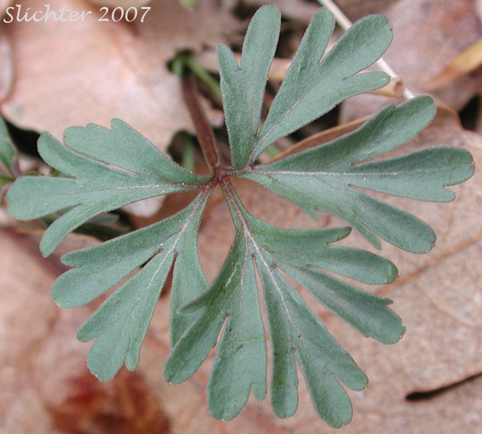 Close-up of a leaf of Cut-leaf Violet, Fan Violet, Shelton's Violet: Viola sheltonii (Synonym: Viola biternata)