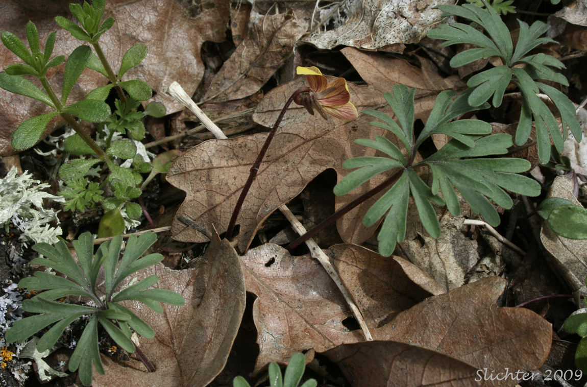 Cut-leaf Violet: Viola sheltonii