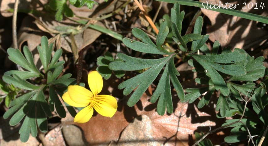 Cut-leaf Violet, Fan Violet, Shelton's Violet: Viola sheltonii (Synonym: Viola biternata)
