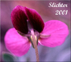Posterior view of the flower of Desert Pansy, Rainier Violet, Sagebrush Violet, Three-nerved Violet: Viola trinervata