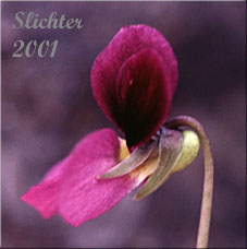 Sideview of the flower of Desert Pansy, Rainier Violet, Sagebrush Violet, Three-nerved Violet: Viola trinervata