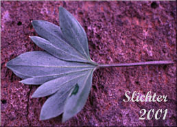 Parted leaf of Desert Pansy, Rainier Violet, Sagebrush Violet, Three-nerved Violet: Viola trinervata