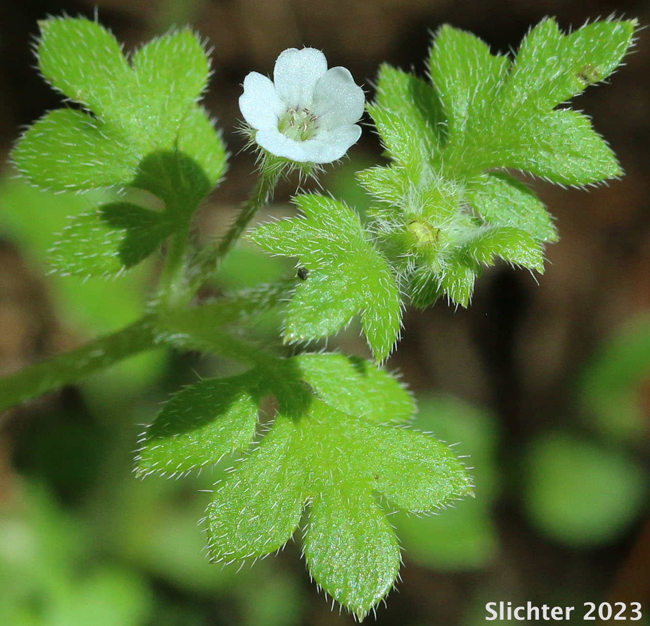 Smallflower Nemophila, Small-flowered Nemophila, Wood's Nemophila: Nemophila parviflora var. parviflora
