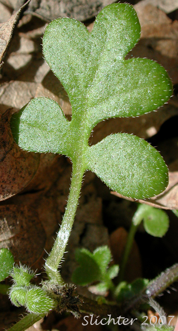 Leaf of Smallflower Nemophila, Small-flowered Nemophila, Wood's Nemophila: Nemophila parviflora var. parviflora