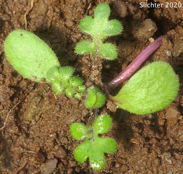 Seedling of Little-foot Nemophila, Meadow Baby-blue-eyes, Meadow Nemophila, Spreading Nemophila: Nemophila pedunculata (Synonym: Viticella pedunculata)