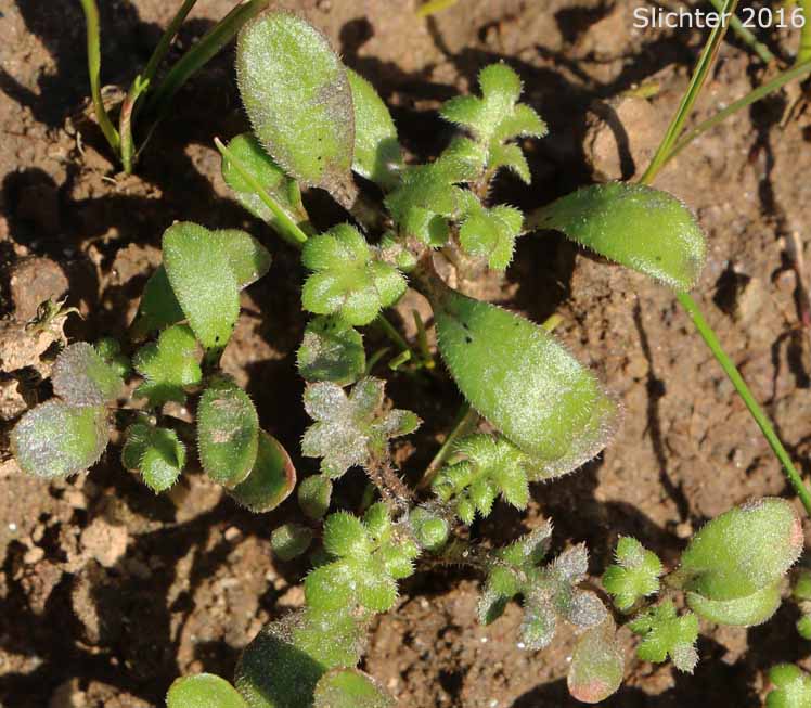 Seedlings of Little-foot Nemophila, Meadow Baby-blue-eyes, Meadow Nemophila, Spreading Nemophila: Nemophila pedunculata (Synonym: Viticella pedunculata)