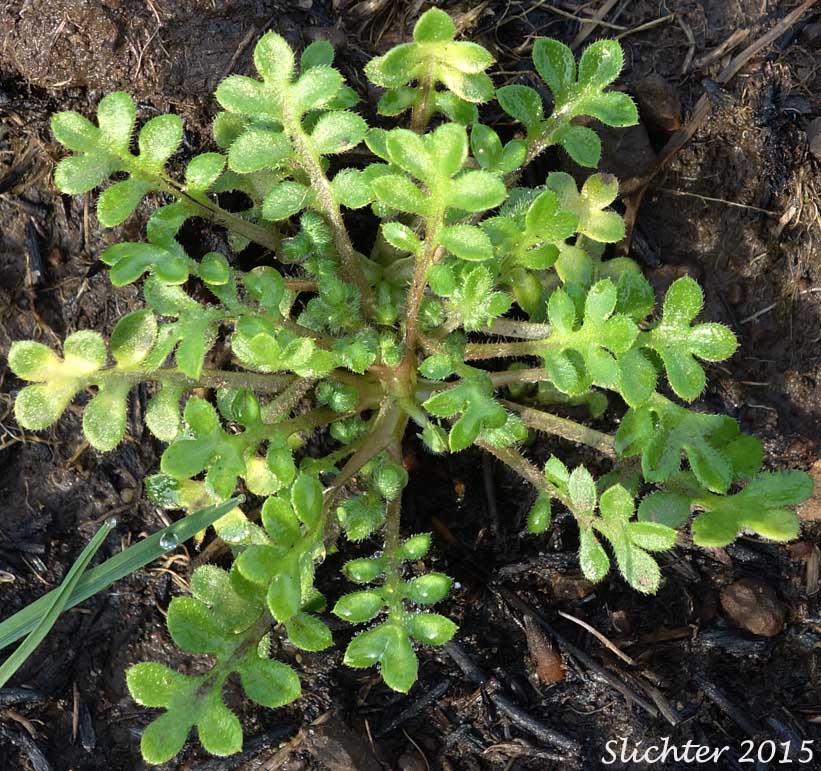 Basal rosette of leaves of Little-foot Nemophila, Meadow Baby-blue-eyes, Meadow Nemophila, Spreading Nemophila: Nemophila pedunculata (Synonym: Viticella pedunculata)