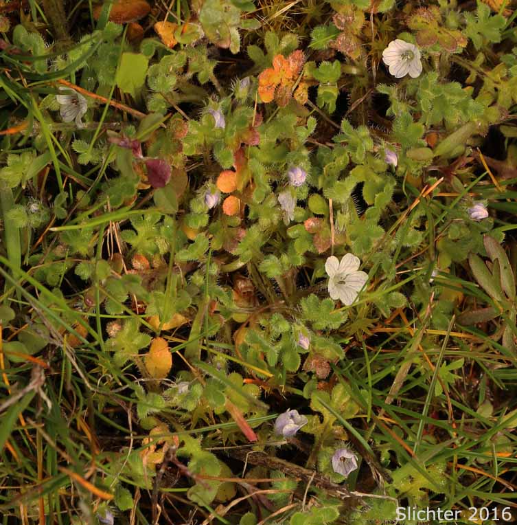 Little-foot Nemophila, Meadow Baby-blue-eyes, Meadow Nemophila, Spreading Nemophila: Nemophila pedunculata (Synonym: Viticella pedunculata)