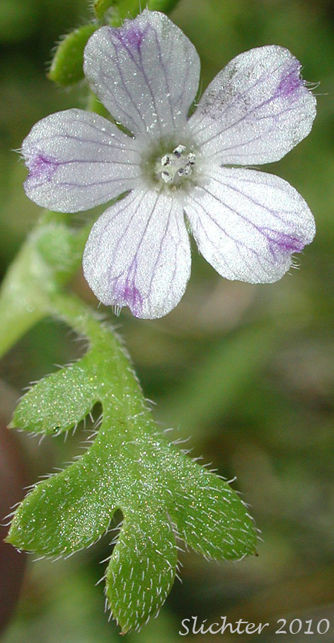 Close-up of the flower and leaf of Synonym: Viticella pedunculata