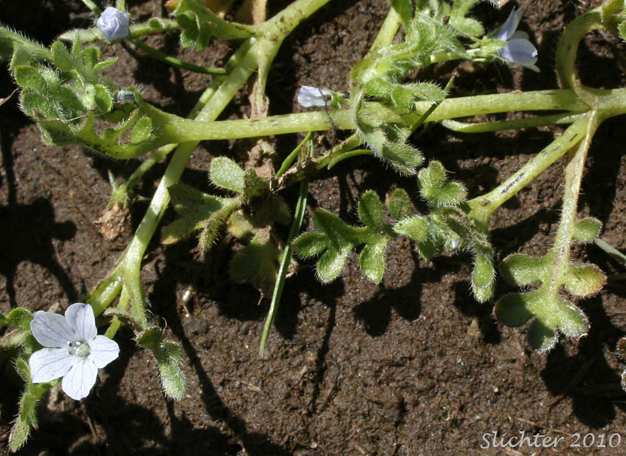 Synonym: Viticella pedunculata